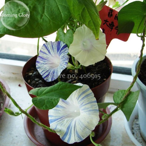Phoebe Pharbitis Morning Glory Climbing Flowers, 20 seeds, white flowers with blue stripe E3951