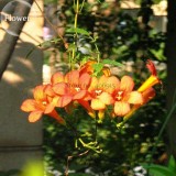 Hanging Orange Morning Glory Flower, 50 seeds, very beautiful garden plants E3810