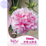 BELLFARM Portulaca grandiflora Rose Pink Sunflower Seeds, 200 Seeds, Original Pack, double big blooms bonsai flowers BD075H