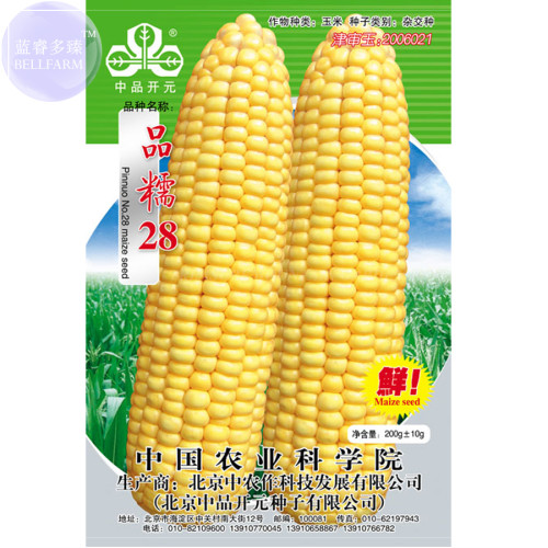 BELLFARM 'Ping Nuo 28' Yellow Glutinous Corn Seeds,  approx 200 grams, original pack, hybrid fragrant sweet corn BD096H
