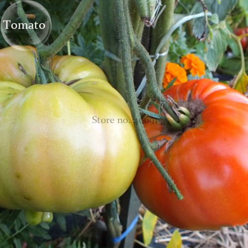 Rare 'Champion' Giant Red Tomato, 100 seeds, heirloom organic vegetables E3818