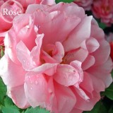 'Qiao San' Big Pink Turbine-like Climbing Rose Plant, 50 seeds, climber gardening E3939