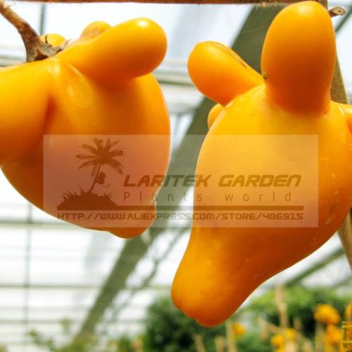 5 Packs, 10 Seeds / pack, Yellow Solanum Mammosum, Cow's Udder, Great Tasty Nipplefruit, Titty Fruit Seeds, Perennial Plant
