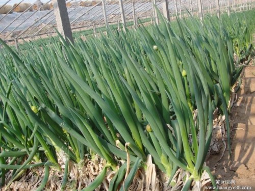 1000 Seeds Chinese Green Onion Fresh Vegetables Welsh Onion Scallion Seeds