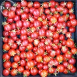 Heirloom Tiny Tim Dwarf Tomato Bonsai Fruits, 30 Seeds, a heavy yielder with clusters of fine flavored E3936