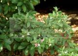 5 Packs, 50 Seeds / pack, Rhodomyrtus Tomentosa, Moaning Myrtle Seeds, Hill Gooseberry, Rose Myrtle Plant Seeds