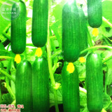 BELLFARM Mini Green Cucumber Vegetable Seeds, 5 packs, 10 seeds/pack, organic tasty crisp indeterminate growth fruits