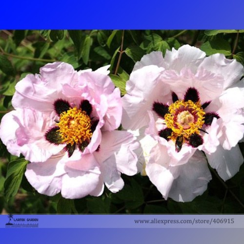 Rare 'Zi Ban' Pink Peony Tree with Black Spot Flower Seeds, Professional Pack, 5 Seeds / Pack, Beautiful Garden Flowers E3172