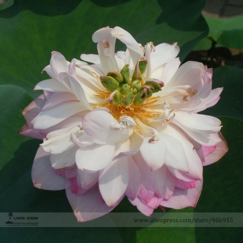 Heirloom White Pink Double Wrinkled Nelumbo Nucifera Lotus Flower Seeds, Professional Pack, 1 Seed / Pack, Strong Fragrant E3145