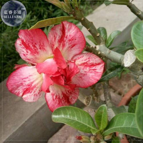 Rare 'King of Comedy' Adenium Desert Rose Seeds, professional pack, 2 Seeds, 2-layer colorful petals TS344T