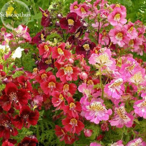 Red Purple Schizanthus Flowers, 30 seeds, mixed angel wings poor man's orchid E3808