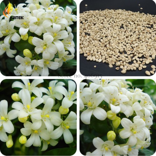 2018 New Murraya Paniculata Orange Jessamine Evergreen Plant, 5 Seeds,  satinwood lakeview jasmine white fragrant flowers E3529