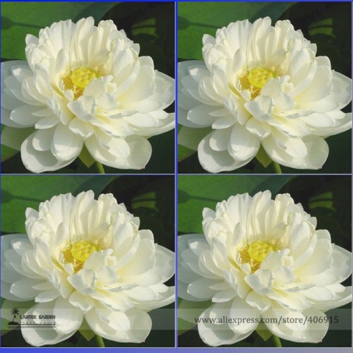 Rare White Nelumbo Nucifera Beautiful Lotus Seeds, Professional Pack, 1 Seed / Pack, Aquatic Plant E-Z to Grow E3121
