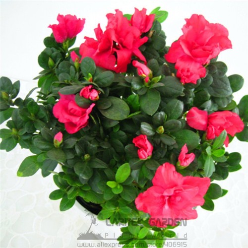 1 Professional Pack, 50 Seeds / Pack, Rare Azalea Hardy Red Rhododendron Seeds, Perennial Shrub Plants for Bonsai #A00105