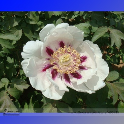 Rare 'Hua Ban' White Peony Flower with Red Spot Shrub Seeds, Professional Pack, Light Fragrant Flowers E3314