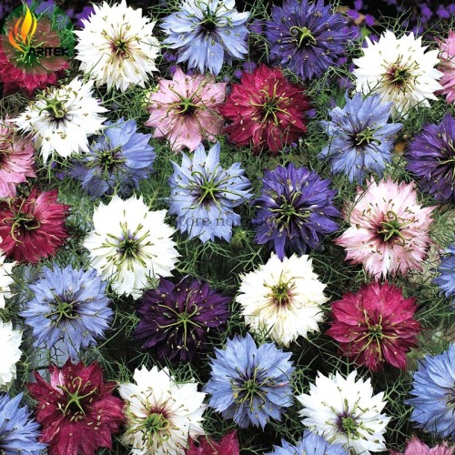 Nigella Damascena Mixed Love-in-a-mist Fennelflower Seeds, 20 Seeds, beautiful devil-in-the-bush annual flowers E3517