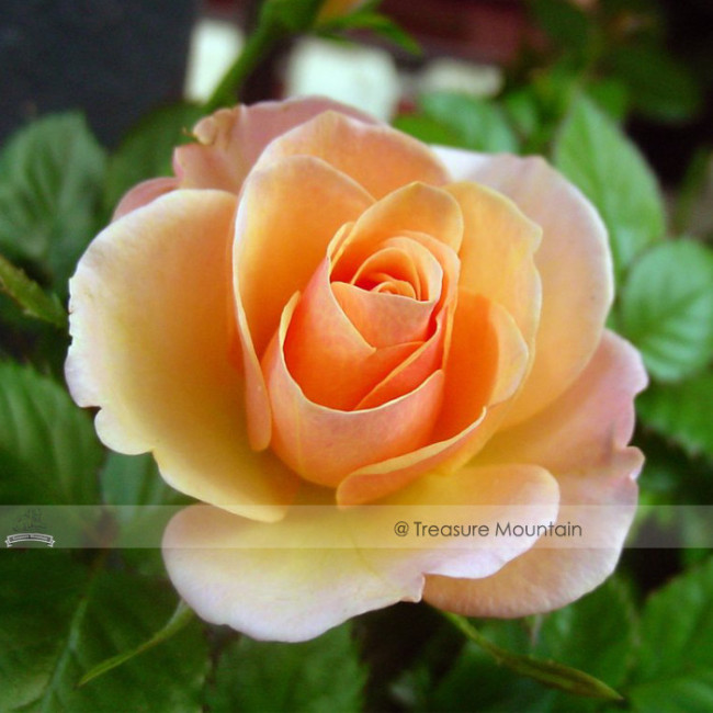 1 Professional Pack, 50 seeds / pack, Yunnan Orange Rose Plant Seed #NF425