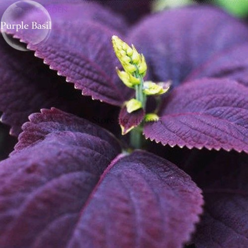 Purple Sweet Basil with giant leaves, 100 Seeds, ocimun basilicum perillaseed herb salad vegetables E3817