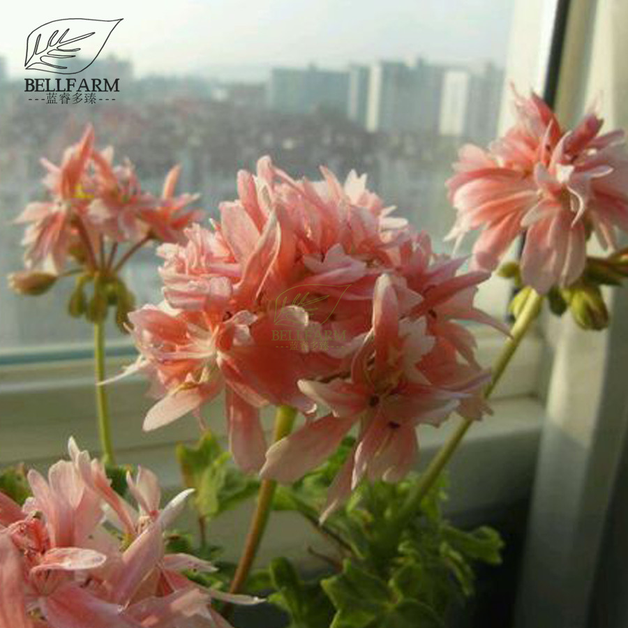 US$ 1.45 - BELLFARM Geranium White Light Orange Thin Long Ornamental ...