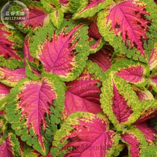Premium Sun Coleus Herbs Seeds, Professional Pack, 20 Seeds, green yellow red petals TS285T