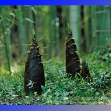 Heirloom China Moso Bamboo Shoots Tasty Vegetable Seeds, Professional Pack, 30 Seeds / Pack, Perennial Bamboo Edible E3179