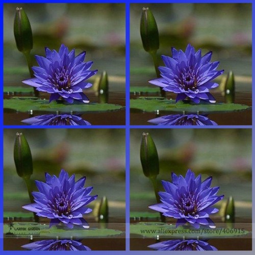 Rare Heirloom Blue Water Lily Flower Seeds, Professional Pack, 1 Seed / Pack, Beautiful Water Nymph Summer Flower E3122