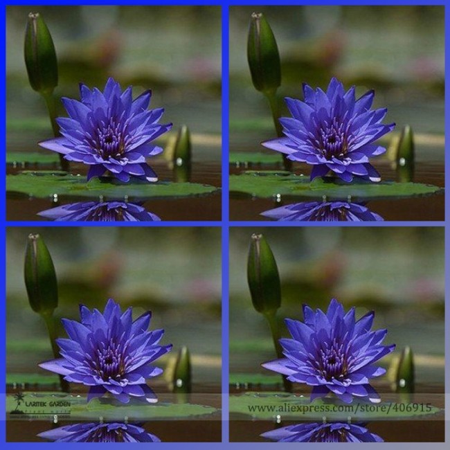 Rare Heirloom Blue Water Lily Flower Seeds, Professional Pack, 1 Seed / Pack, Beautiful Water Nymph Summer Flower E3122