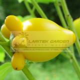 5 Packs, 10 Seeds / pack, Yellow Solanum Mammosum, Cow's Udder, Great Tasty Nipplefruit, Titty Fruit Seeds, Perennial Plant
