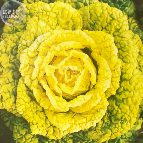 BELLFARM Chinese Cabbage Green-to-yellow 'Huangxinwu' Vegetable Seeds, 5 packs, 100 seeds/pack, tasty organic hardy home garden
