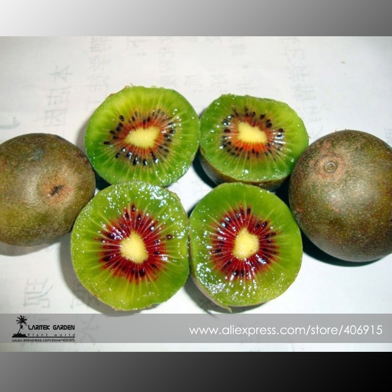 100%TrueVarieryMiniLargeKiwiFruitHeirloomChineseGooseberryFruitSeeds,ProfessionalPack,50Seeds/PackE3373