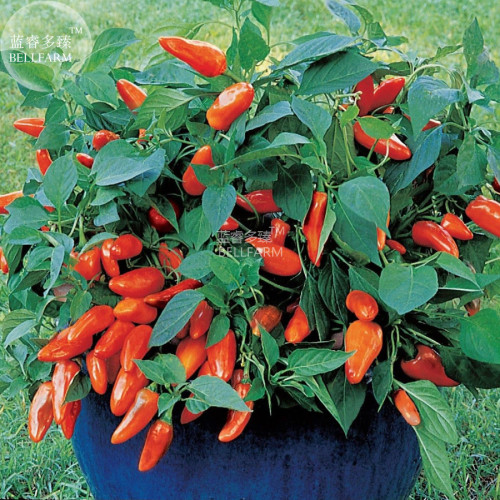 BELLFARM Pepper Sweet Orange Vegetable Seeds, 30 seeds, professional pack, very tasty with a hint of heat organic