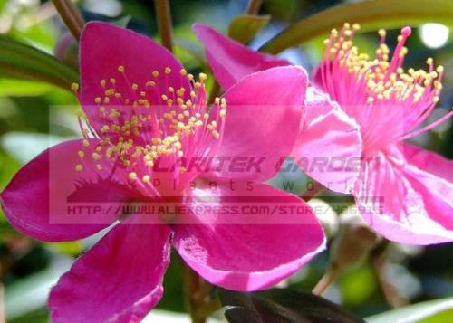 5 Packs, 50 Seeds / pack, Rhodomyrtus Tomentosa, Moaning Myrtle Seeds, Hill Gooseberry, Rose Myrtle Plant Seeds