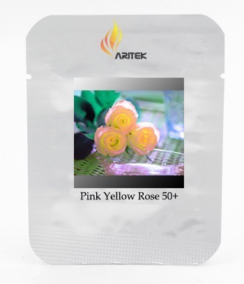 Rare Hybrid Light Pink Yellow Rose Seedling Flower Seeds, Professional Pack, 50 Seeds / Pack, Attracting Butterflies E3444