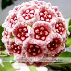 1 Professional Pack, 15 Seeds / Pack, Hoya Carnosa Plant Seed Garden Plant Seed #NF352