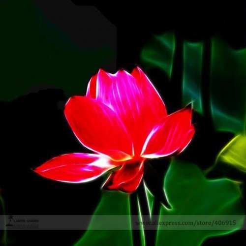 Heirloom Super Red Nelumbo Nucifera Lotus Flower Bonsai Seeds, Professional Pack, 1 Seed / Pack, Indoor Plant E3147