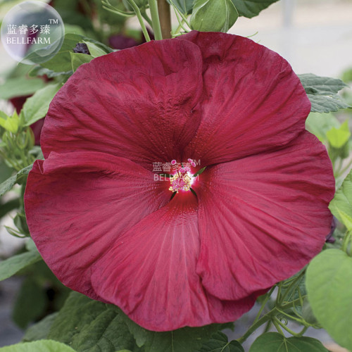 BELLFAMR Deep Red Hibiscus Seeds, Professional Pack, 20 Seeds / Pack, The Darkest, Most Velvety Red Ever Bonsai Flower E3148