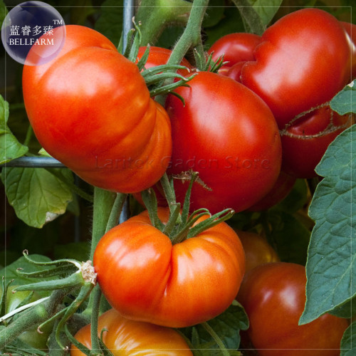 Beefmaster Hybrid F1 Tomato Seeds, 100 Seeds, Professional Pack, giant tasty edible sweet vegetables E4076