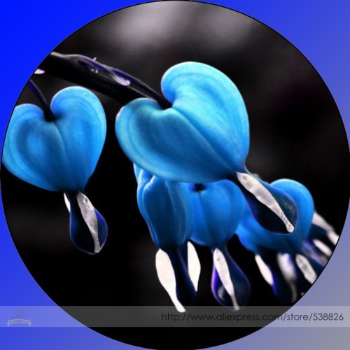 Rare Lamprocapnos spectabilis Blue Asian Bleeding Heart Flower Seeds, Professional Pack, 5 Seeds / Pack, Very Beautiful