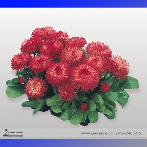 Heirloom Dark Red Daisy Bellis Perennis Flower Seeds, Professional Pack, 30 Seeds / Pack, Very Beautiful Bonsai Little Daisy