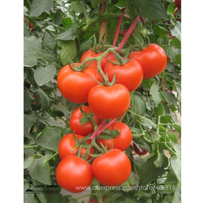 Heirloom Chinese Red Truss Tomato Middle-sized Sweet Juicy Storage durability High-yield Tomato Seeds 20+