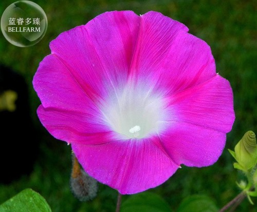 Pink Shibori Hige Ipomoea Purpurea Morning Glory, 50 seeds E4002