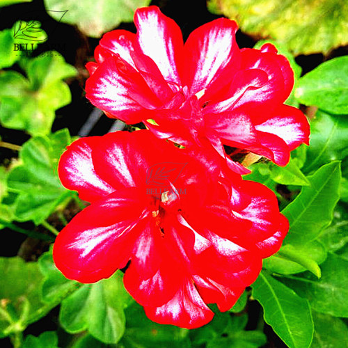 BELLFARM Geranium Rose Red Double Petals with White Stripes Bonsai Perennial Flowers Seeds 10pcs Heirloom Garden Pelargonium