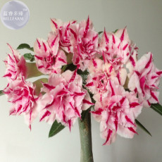 BELLFARM 'Feng Wu' Double Adenium Desert Rose, 2 Seeds, compact dense huge vibrant blooms pink petals with red stripe E3981