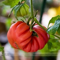 'Zapotec Ruffled' Old Rare Mexican Organic Heirloom Tomato Seeds, Professional Pack, 100 Seeds / Pack, Dark Pink Fruits E3318