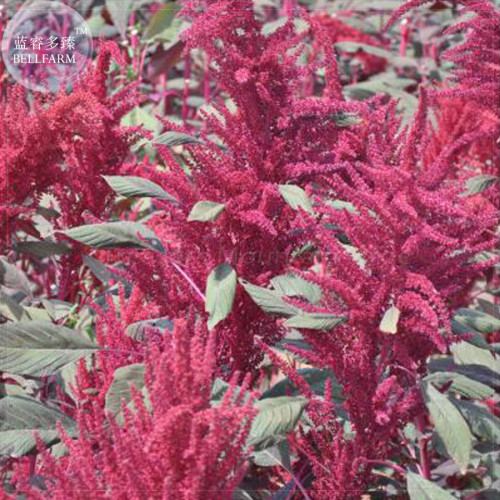 Amaranthus Red Flower Red Leaves Annual Plant Seeds, 100 Seeds, Professional Pack, annual ornamental upright plant TS400T