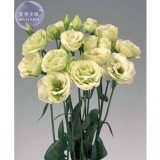 100% Genuine Eustoma Grandiflorum Flowers, Professional Pack, 10 seeds, bonsai mixed perennial flower seeds E4044