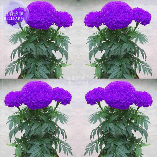 BELLFARM Purplish Blue Marigold Perennial Flower Seeds, 100 seeds, professional pack, home garden bonsai plants