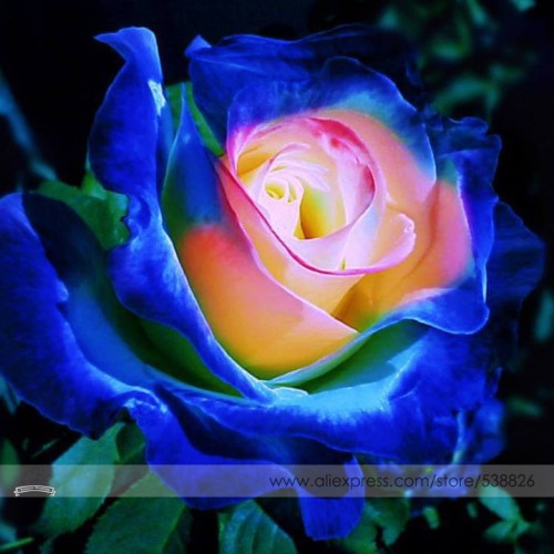 Rare Blue Pink Yellow Rose Bush Flower Seeds, Professional Pack, 50 Seeds / Pack, Light Fragrant Garden Flowers #NF676