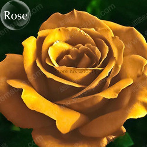 Natural Golden Rose Flower, 50 Seeds, open pollinated garden yard plants E3946