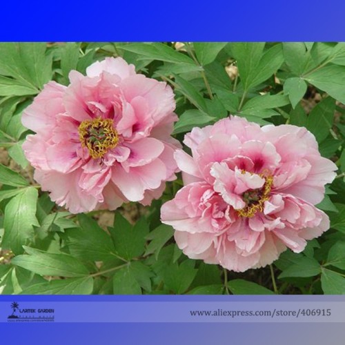 Heirloom 'Fen Pan Tuo Jin' Pink Peony Tree Flower Organic Seeds, Professional Pack, Light Fragrant Garden Flower E3193